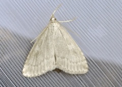 Bregneengmott (Udea decrepitalis)