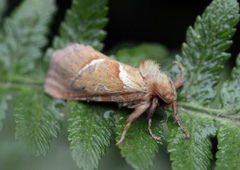 Rød roteter (Triodia sylvina)