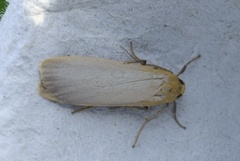 Barlavspinner (Eilema depressa)