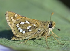 Kommasmyger (Hesperia comma)