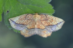 Seljebrannmåler (Epione repandaria)