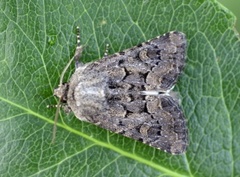 Blekt stengelfly (Luperina testacea)