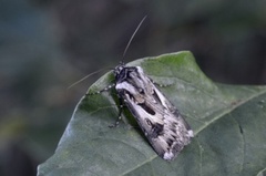 Fagerjordfly (Agrotis vestigialis)