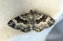 Grå mauremåler (Epirrhoe alternata)