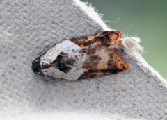 Marmorflatvikler (Acleris variegana)