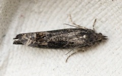 Ospekveldvikler (Epinotia maculana)