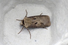 Åkerjordfly (Agrotis exclamationis)