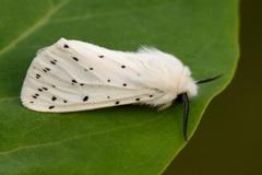 Punkttigerspinner (Spilosoma lubricipeda)