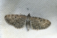 Engdvergmåler (Eupithecia satyrata)