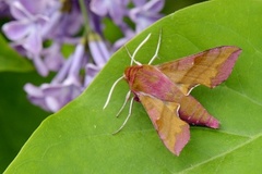 Liten snabelsvermer (Deilephila porcellus)