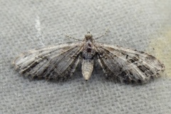 Strekdvergmåler (Eupithecia exiguata)