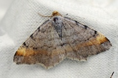 Furubuemåler (Macaria liturata)