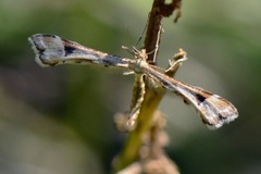 Hestehovfjærmøll (Platyptilia gonodactyla)