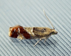 Rødflekket kveldvikler (Epinotia cruciana)