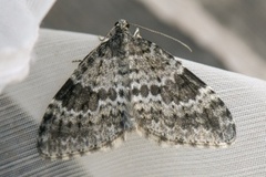 Grå bergmåler (Entephria caesiata)