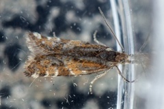 Fjellkveldvikler (Epinotia mercuriana)