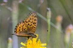 Aglajaperlemorvinge (Argynnis aglaja)