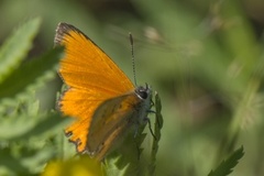 Oransjegullvinge (Lycaena virgaureae)