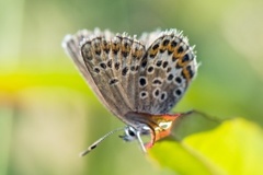 Argusblåvinge (Plebejus argus)