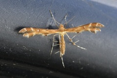 Gråbrun svevefjærmøll (Oxyptilus tristis)