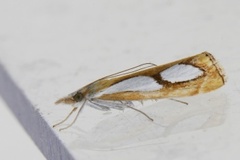 Toflekket nebbmott (Catoptria pinella)