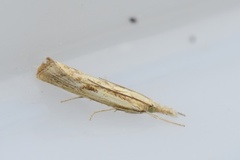 Gul nebbmott (Agriphila inquinatella)