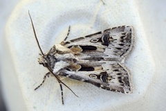 Fagerjordfly (Agrotis vestigialis)