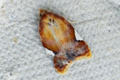 Rød flatvikler (Acleris holmiana)