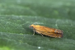 Perikumvikler (Lathronympha strigana)