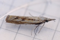 Gul nebbmott (Agriphila inquinatella)