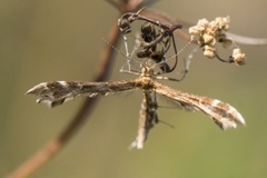 Gråbrun svevefjærmøll (Oxyptilus tristis)