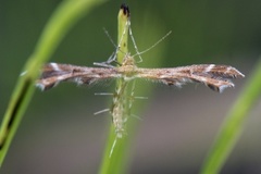 Gråbrun svevefjærmøll (Oxyptilus tristis)