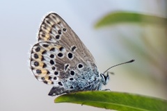 Argusblåvinge (Plebejus argus)