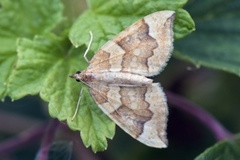 Blåbærmåler (Eulithis populata)