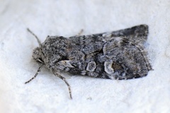 Rotstrekvierfly (Brachylomia viminalis)