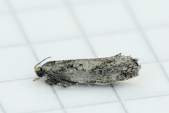 Augustkveldvikler (Epinotia solandriana)