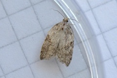 Jordbær-/buskflatvikler (Acleris comariana/laterana)