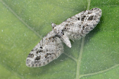 Strekdvergmåler (Eupithecia exiguata)