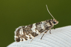 Stripet grankveldvikler (Epinotia tedella)