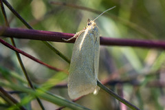 Nordlig gulbladvikler (Zelotherses unitana)