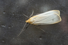 Barlavspinner (Eilema depressa)