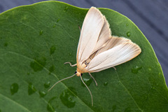 Barlavspinner (Eilema depressa)