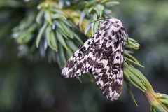 Bartremunkefly (Panthea coenobita)