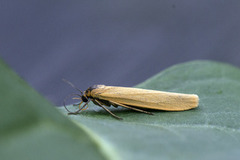 Gul lavspinner (Eilema lutarella)