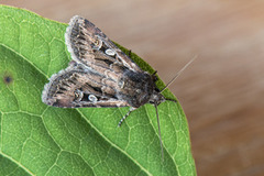 Gråbrunt sandjordfly (Euxoa tritici)