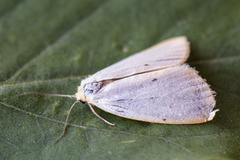 Toprikket lavspinner (Cybosia mesomella)