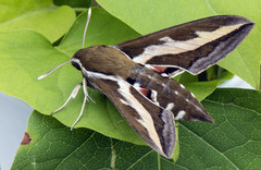 Mauresvermer (Hyles gallii)