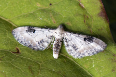 Hvit dvergmåler (Eupithecia centaureata)