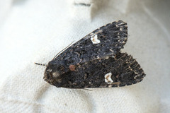 Svart hagefly (Melanchra persicariae)