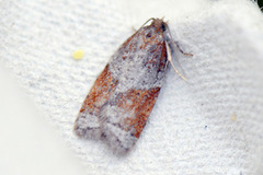 Jordbær-/buskflatvikler (Acleris comariana/laterana)